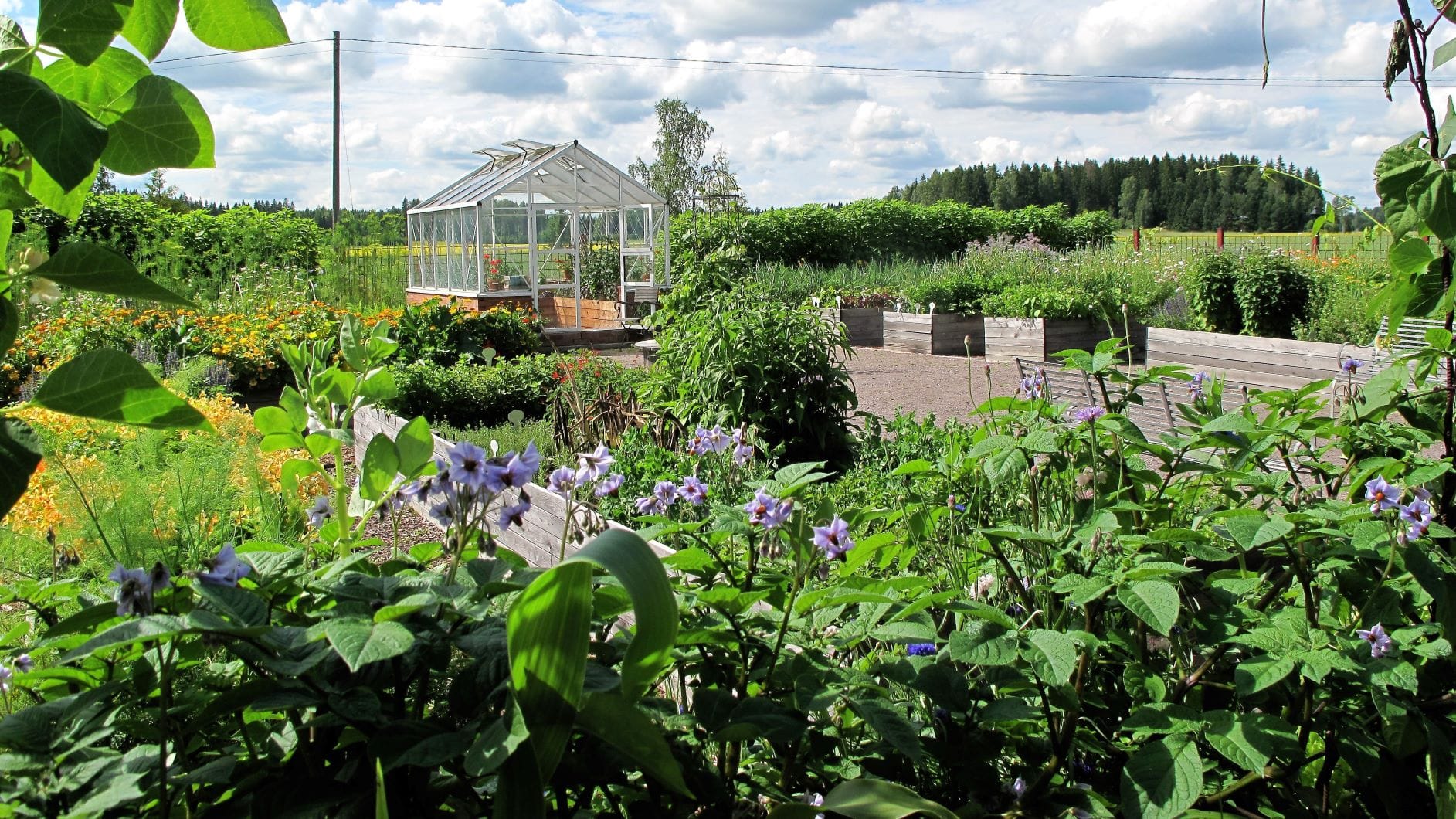 Kitchen garden