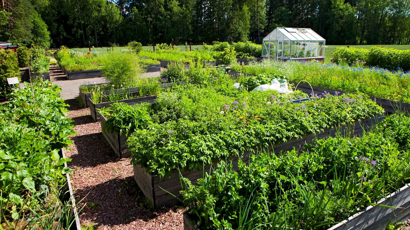 From the kitchen garden directly to the table